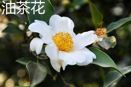 Camellia oleifera