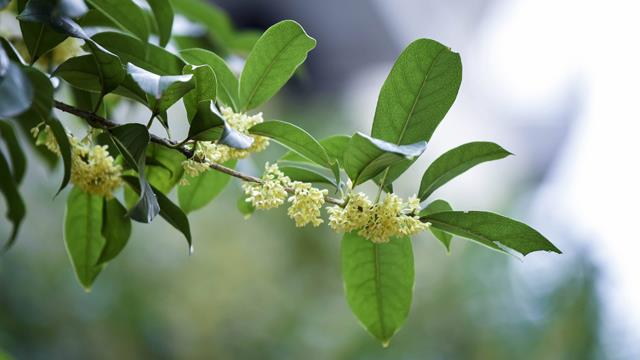 The difference between Osmanthus fragrans and Guri incense