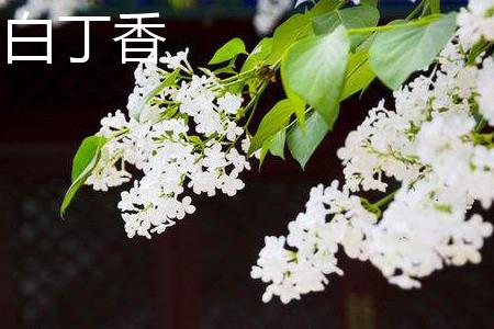 White Lilac