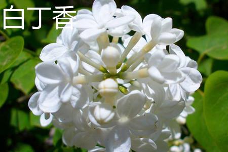 White Lilac