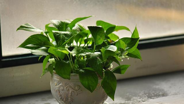 The difference between spider plants and pothos