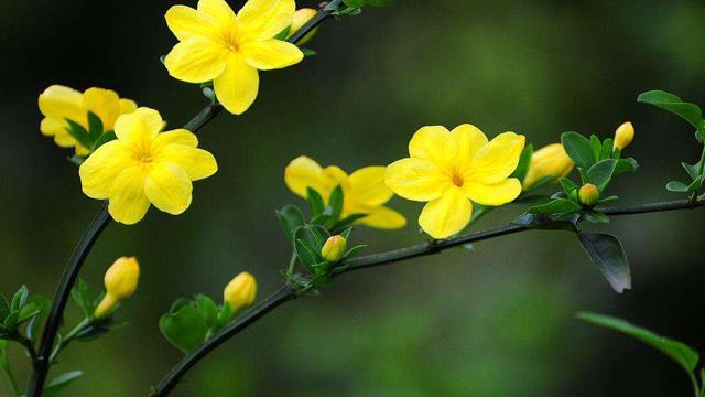 The difference between winter jasmine and forsythia