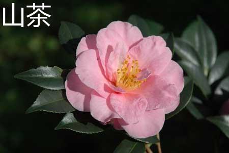 Camellia