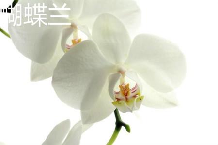 Phalaenopsis