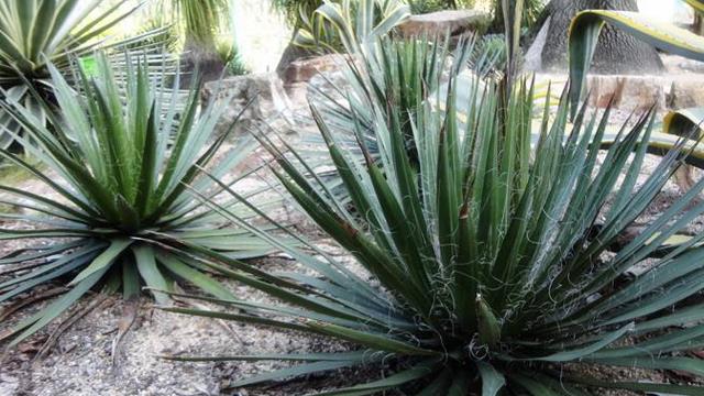 How to identify Agave angustifolia