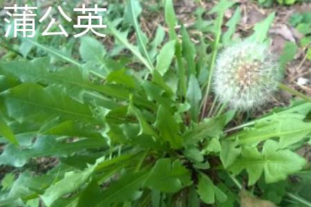 Dandelion leaves.jpg