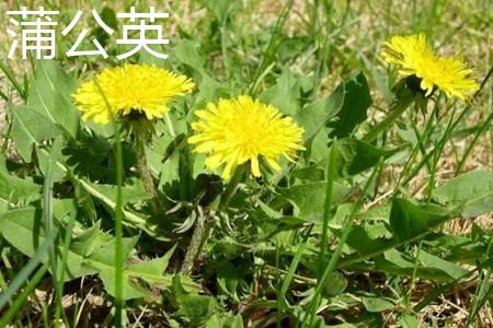 Dandelion flower.jpg