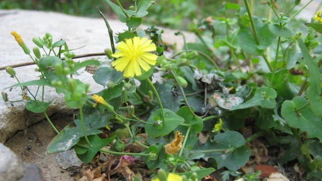 The difference between bittern and dandelion