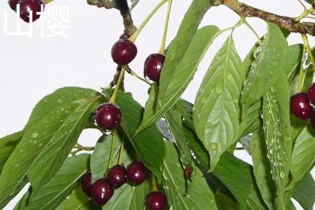 Mountain Sakura Fruit.jpg