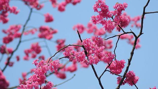 The difference between mountain cherry and cherry trees