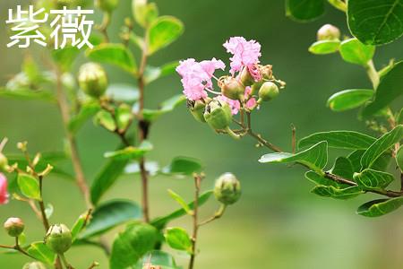 Lagerstroemia