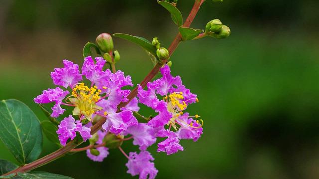 The difference between Bauhinia and crape myrtle