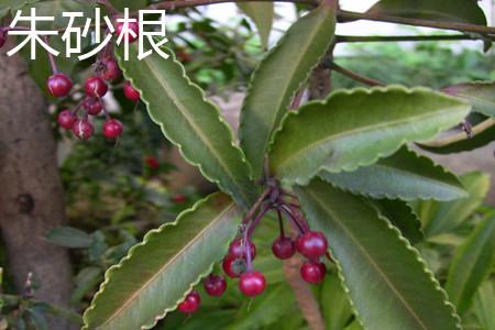 Cinnabar Root