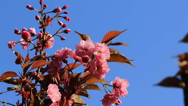 The difference between Japanese late cherry blossoms and Tokyo cherry blossoms