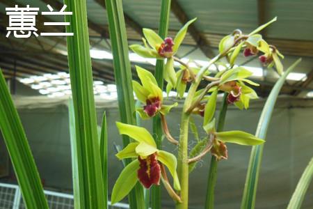 Cymbidium