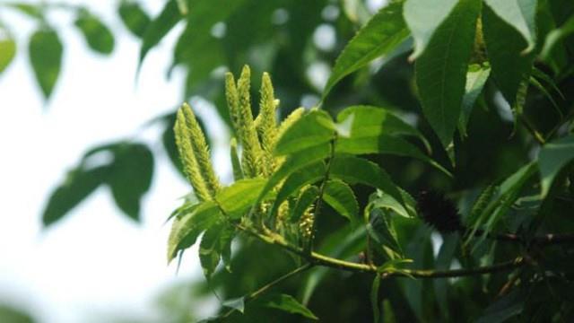 How to identify the incense tree