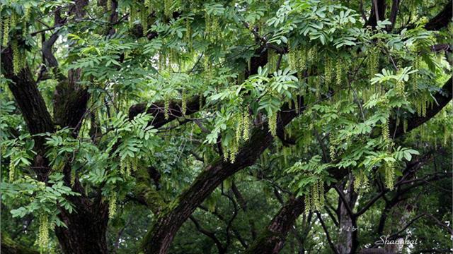 How to raise maple poplar