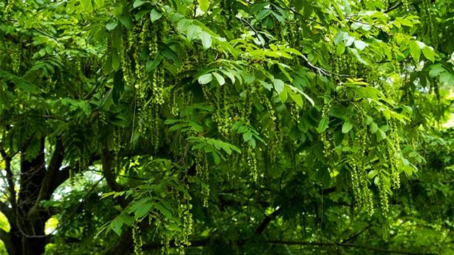 The difference between maple poplar and locust tree