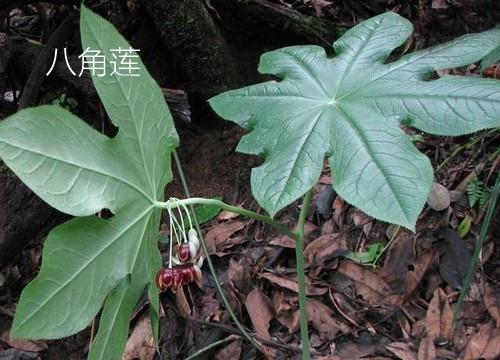 Octagonal Lotus