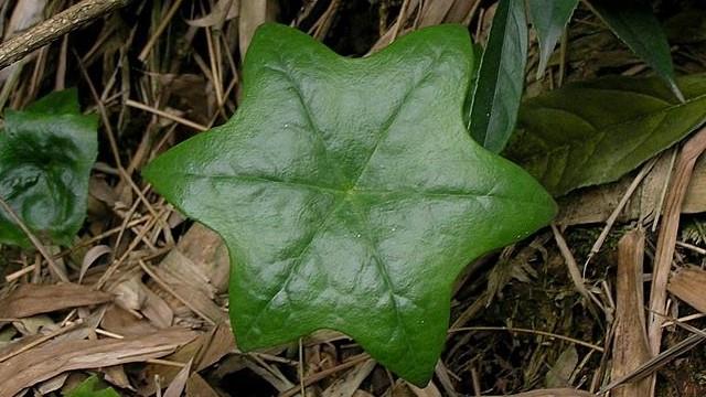 The difference between hexagonal lotus and octagonal lotus