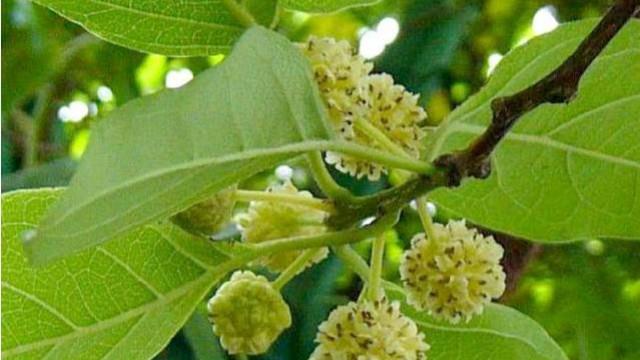 The difference between mulberry trees and mulberry trees