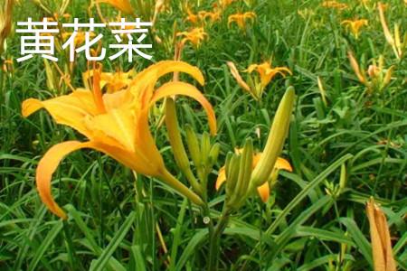 Daylily