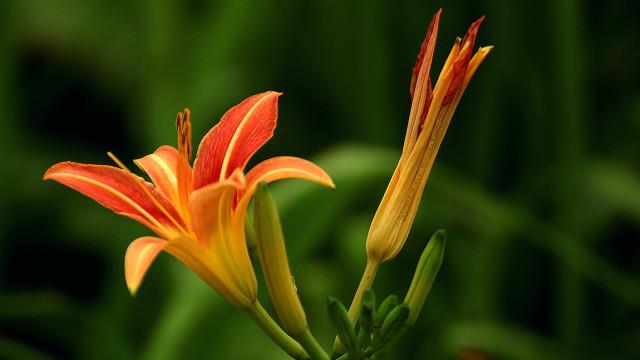 The difference between day lily and day lily