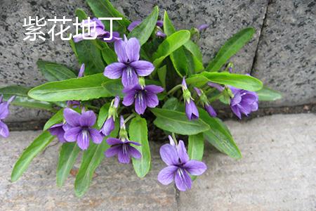 Purple flowers and leaves