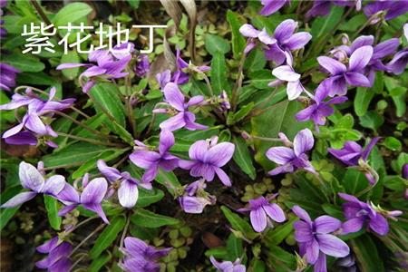 Purple-flowered flowers