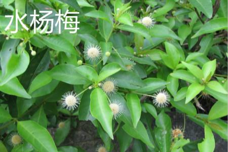 Waterberry leaves