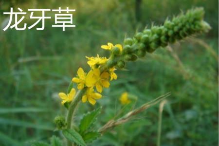 Aralia flower