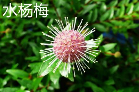 Water bayberry flower