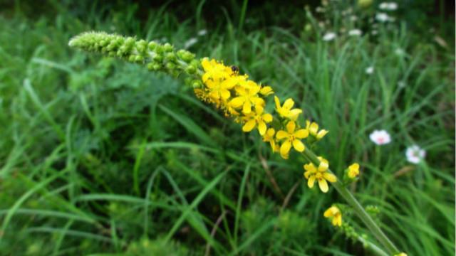 The Difference Between Aralia Grass and Water Bayberry