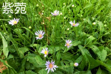 Aster leaves