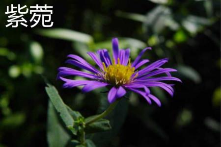 Aster Flower