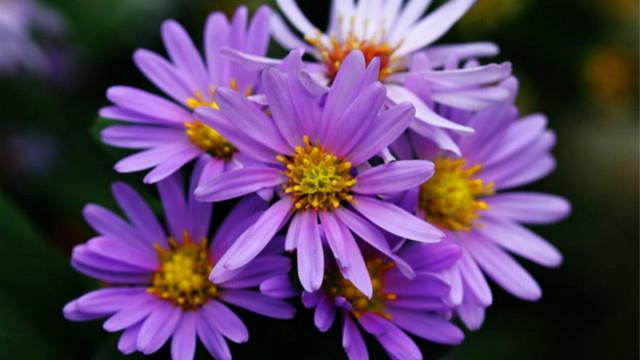 The difference between aster and aster