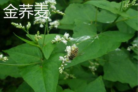 Golden Buckwheat Flower