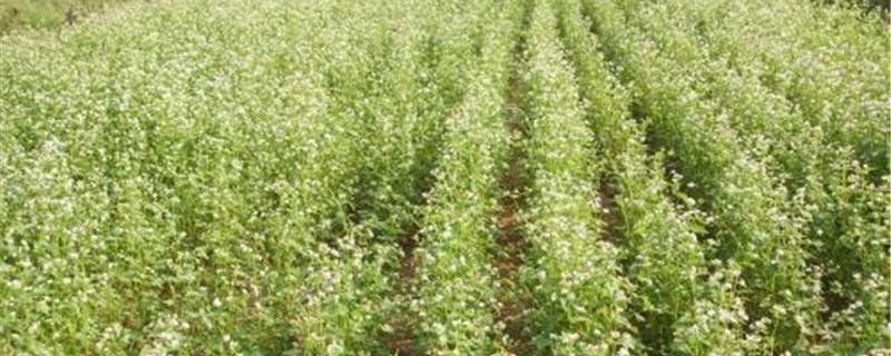 The difference between golden buckwheat and buckwheat