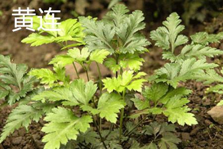 Coptis chinensis leaves