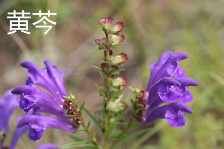 Huang Cen's Flower