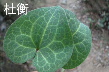 Duheng leaves