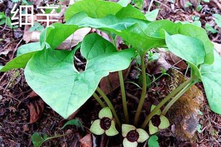 Asarum leaves