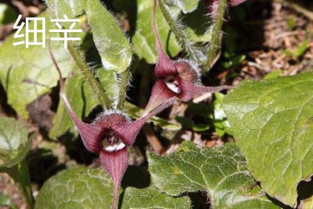 Flower of Asarum