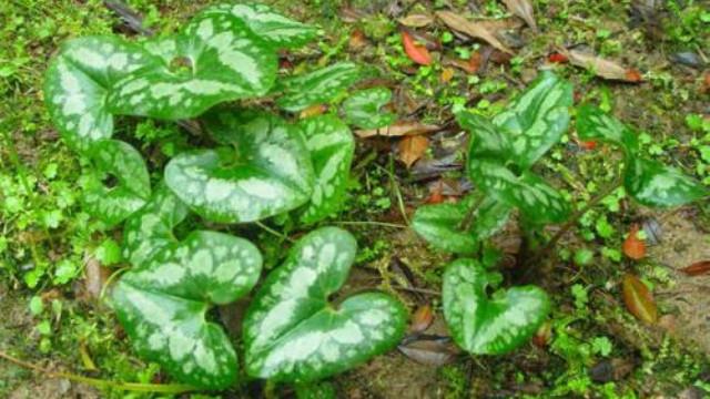 What is the difference between Duheng and Asarum