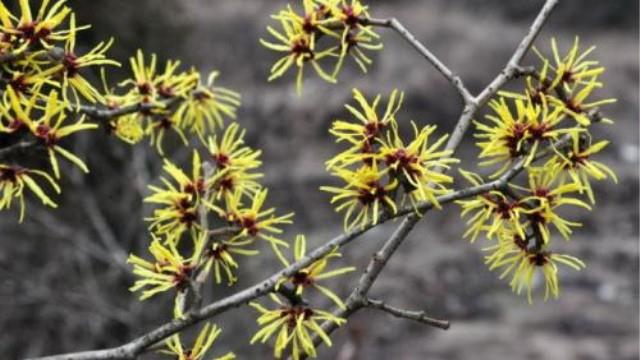 What is the difference between Silver Hazel and Witch Hazel