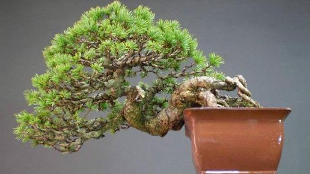 The maintenance method of the five-needle pine bonsai