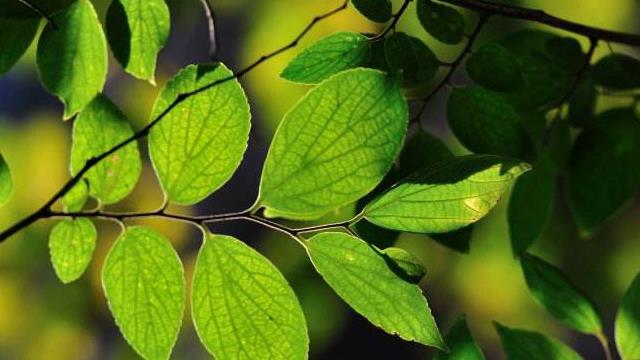 The difference between hackberry and beech trees