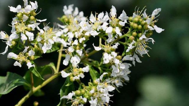 How to identify southern crape myrtle