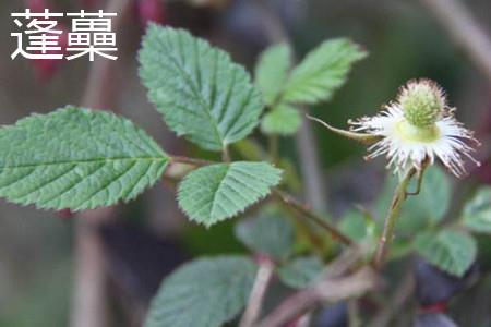 Pengzhen leaves