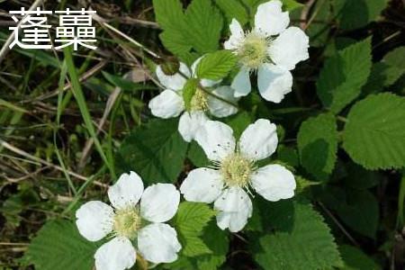 Pengzhen flowers